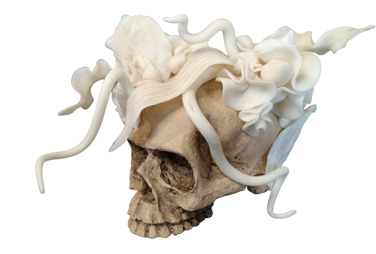 MEDUSA SKULL